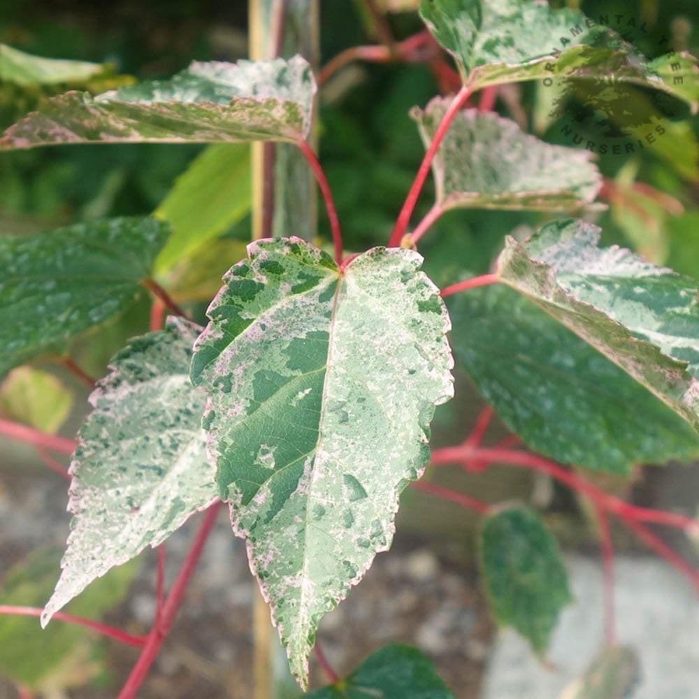 Acer conspicuum 'Red Flamingo' variegated Maple leaves