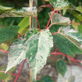 Acer conspicuum 'Red Flamingo' variegated Maple leaves