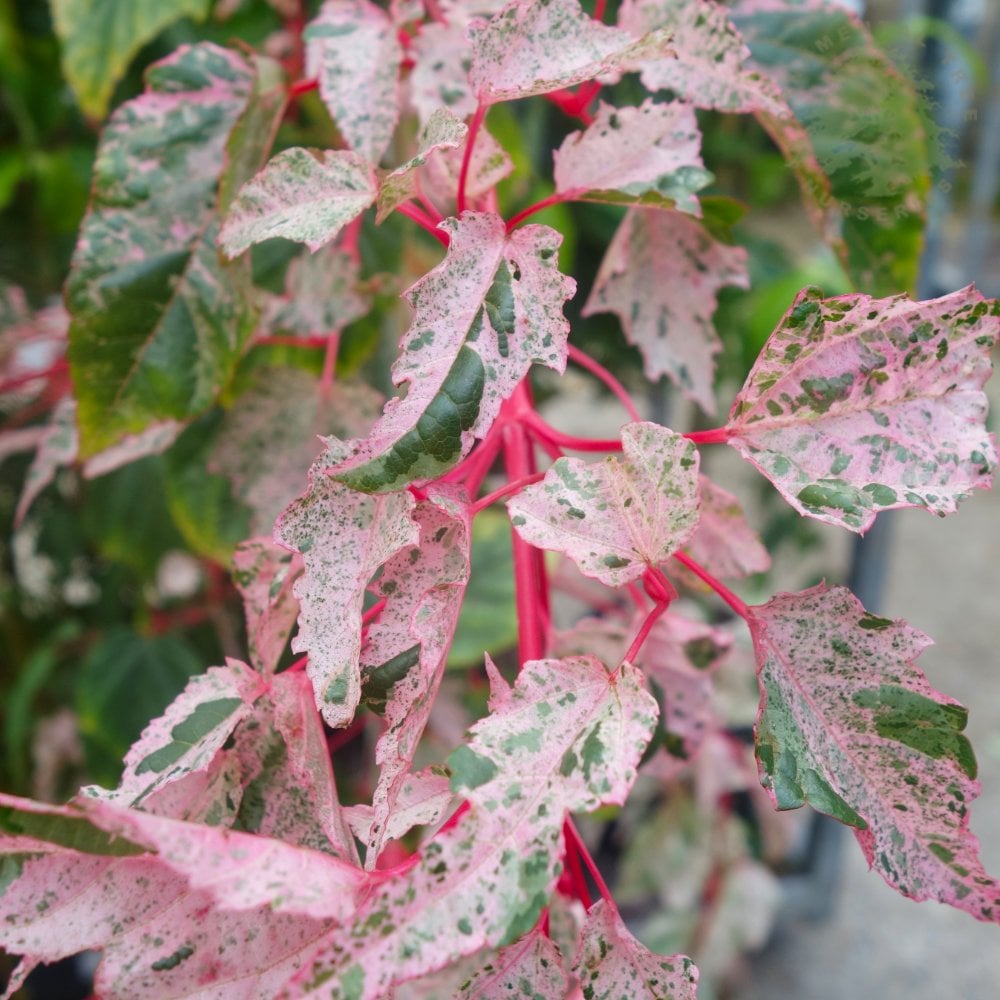 Flamgingo Tree Acer conspicuum Red Flamingo Snake Bark Maple | Ornamental Trees