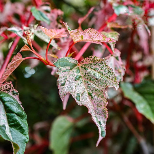 Acer conspicuum 'Red Flamingo' Snake Bark Maple
