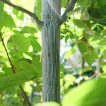Patterned snake bark on Acer davidii 'Viper'