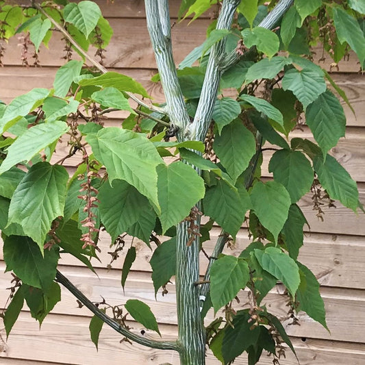 Acer davidii 'Viper' Snake Bark Maple tree