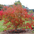 Single stem tree, 150-200cm, 12L pot