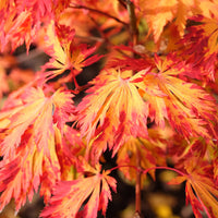 Acer japonicum 'Aconitifolium' Downy Japanese Maple
