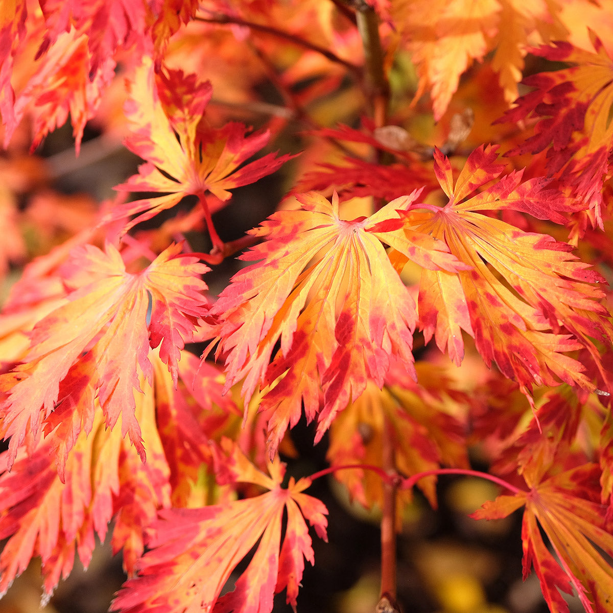 Acer japonicum 'Aconitifolium' Downy Japanese Maple
