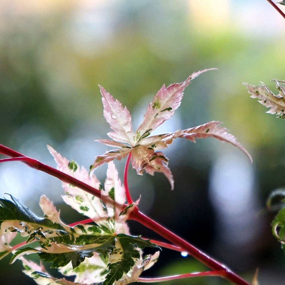 Acer palmatum Asahi-zuru | Colourful Japanese Maple | Ornamental Trees