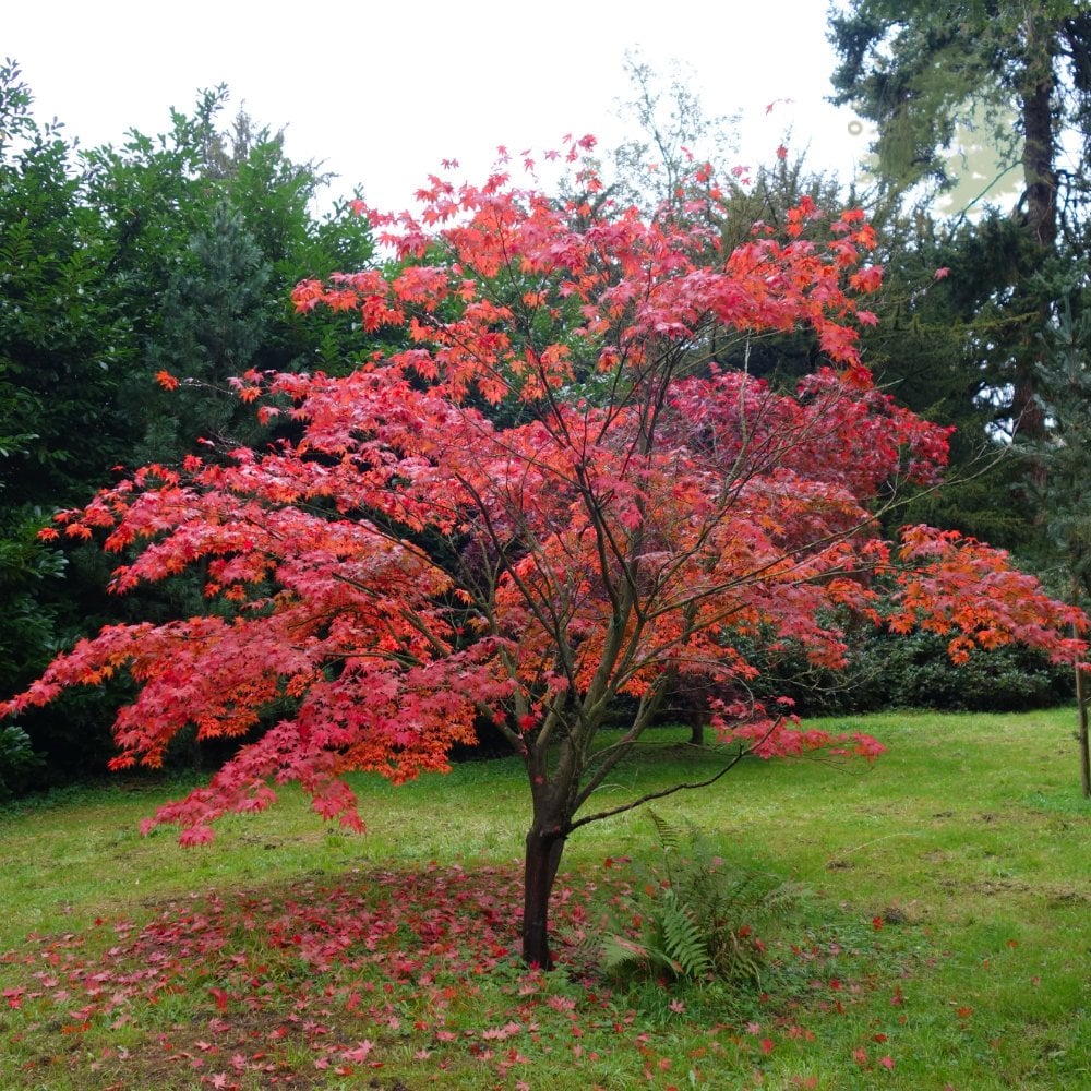 Acer Palmatum Atropurpureum Purple Japanese Maple Ornamental Trees acer-palmatum-atropurpureum-purple-japanese-maple-ornamental-trees