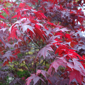 Acer palmatum 'Atropurpureum' Japanese Maple