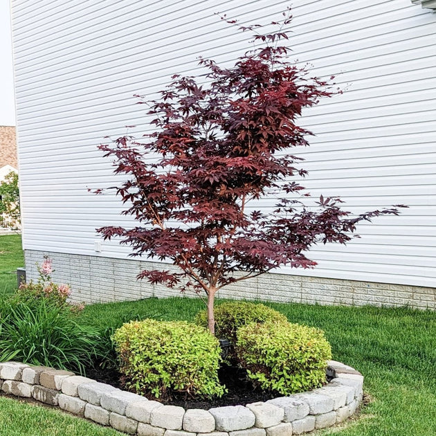Japanese Ornamental Trees Design School: How To Use Small Trees To