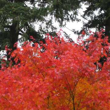 Acer palmatum 'Cascade' Japanese Maple