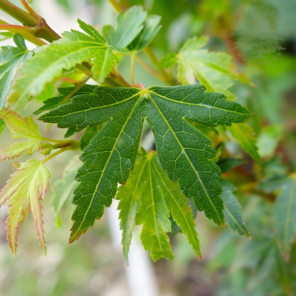 Coonara Pygmy Maple