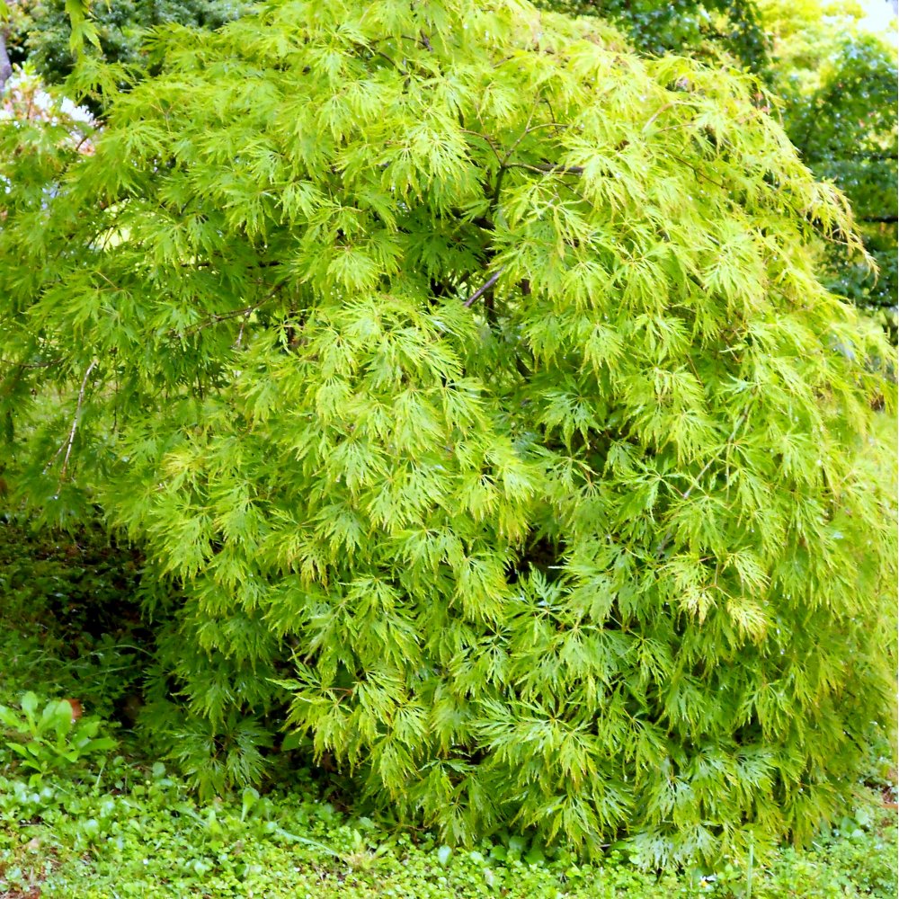 Acer palmatum Dissectum weeping Japanese Maple
