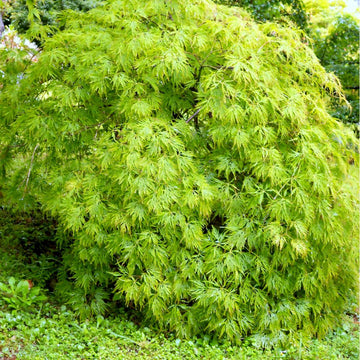 Acer palmatum Dissectum weeping Japanese Maple