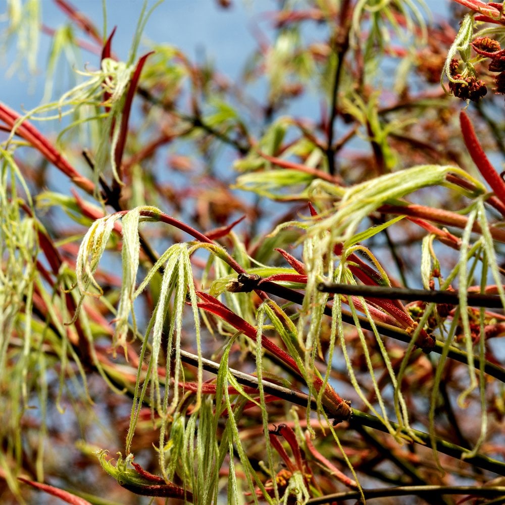Koto No Ito Japanese Maple Koto No Ito Maple