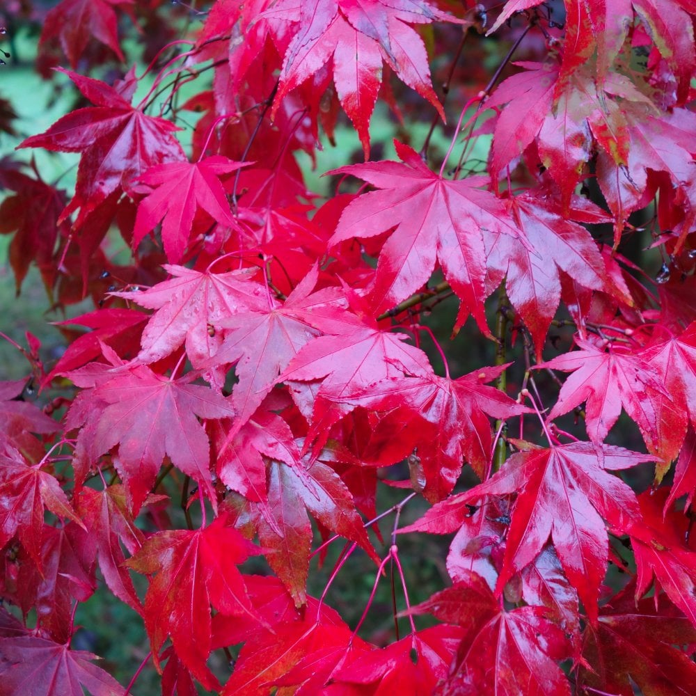 Mspl Afser Acer, Japanese Maple ‚Osakazuki‘ – MVKMVZ