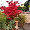 10 Graines D'Érable Japonais Acer Palmatum - Arbre Ornemental, Feuillage Rouge/Orange Automne, Rusticité 5-9 - 9