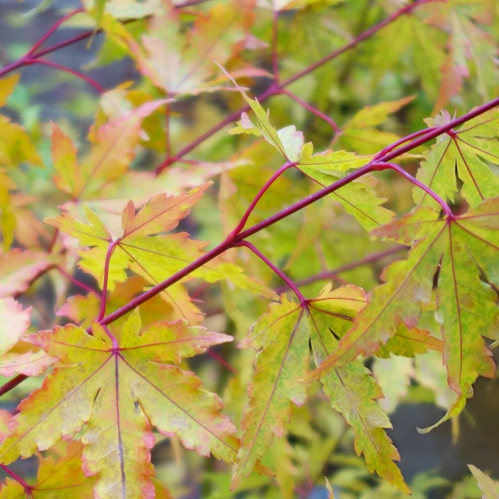 Sango Tree Acer palmatum Sango-kaku Coral Bark Japanese Maple | Ornamental Trees