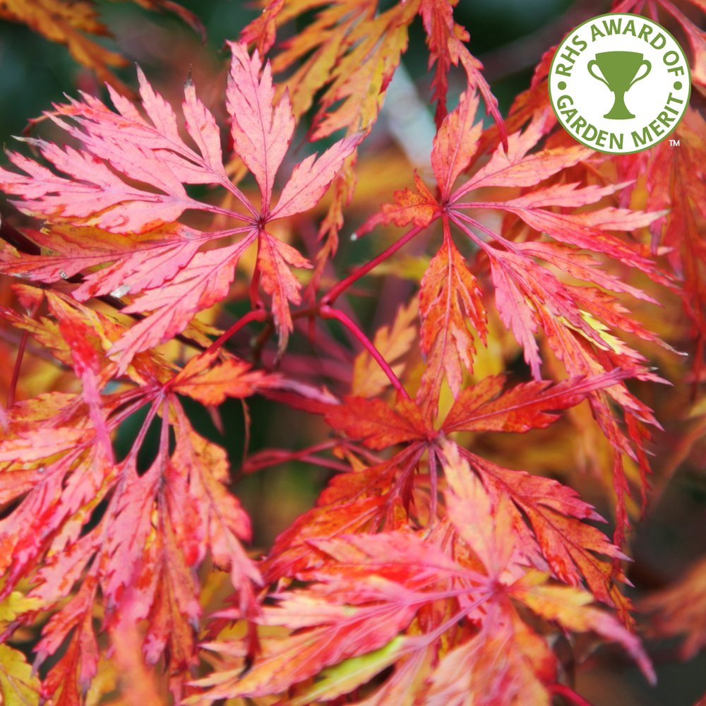 Acer Palmatum Dissectum Seiryu Upright Japanese Maple Ornamental Trees acer-palmatum-dissectum-seiryu-upright-japanese-maple-ornamental-trees