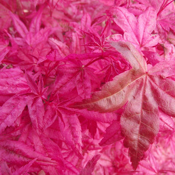Acer palmatum 'Shishio Improved'
