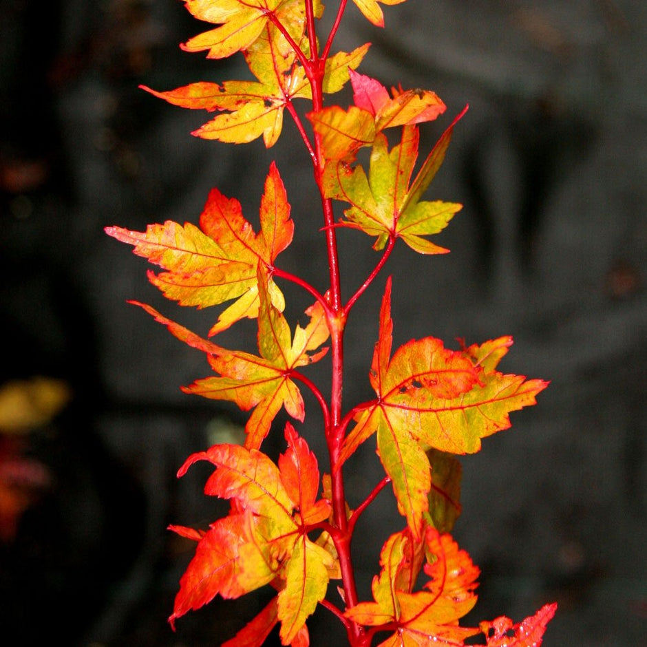 Yellow & Gold Coloured Foliage Trees | Ornamental Trees
