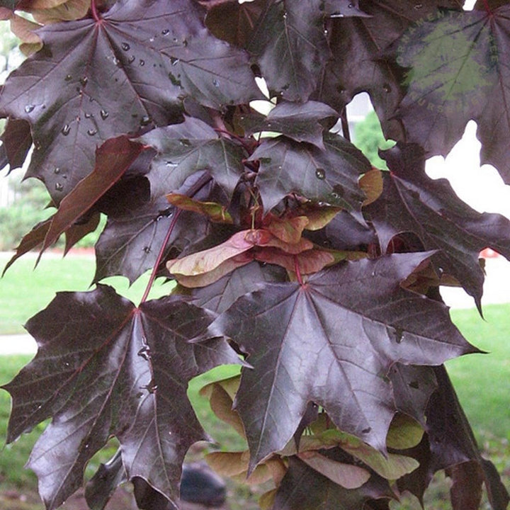 Red Trees, Shrubs, Flowers & Leaves | Ornamental Trees