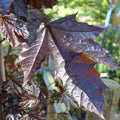 Feathered tree, 8-10cm girth, 2.5-3.0m, 28L pot