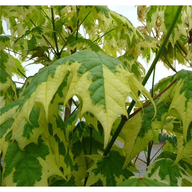 Acer platanoides Drummondii | Variegated Norway Maple | Ornamental Trees