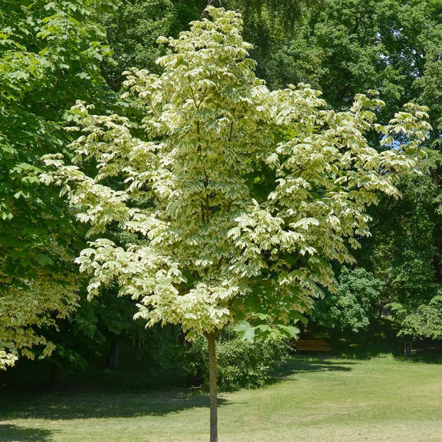 Acer platanoides Drummondii | Variegated Norway Maple | Ornamental Trees