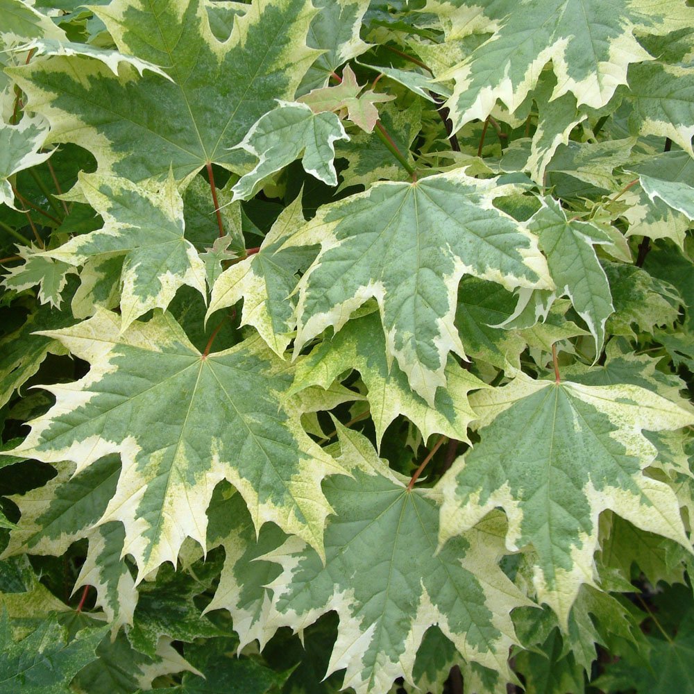 Drummondii Maple