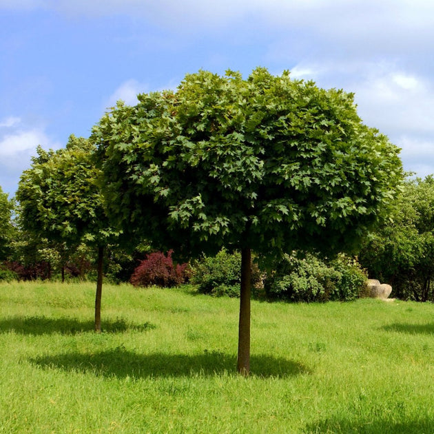 Golden Globe Maple