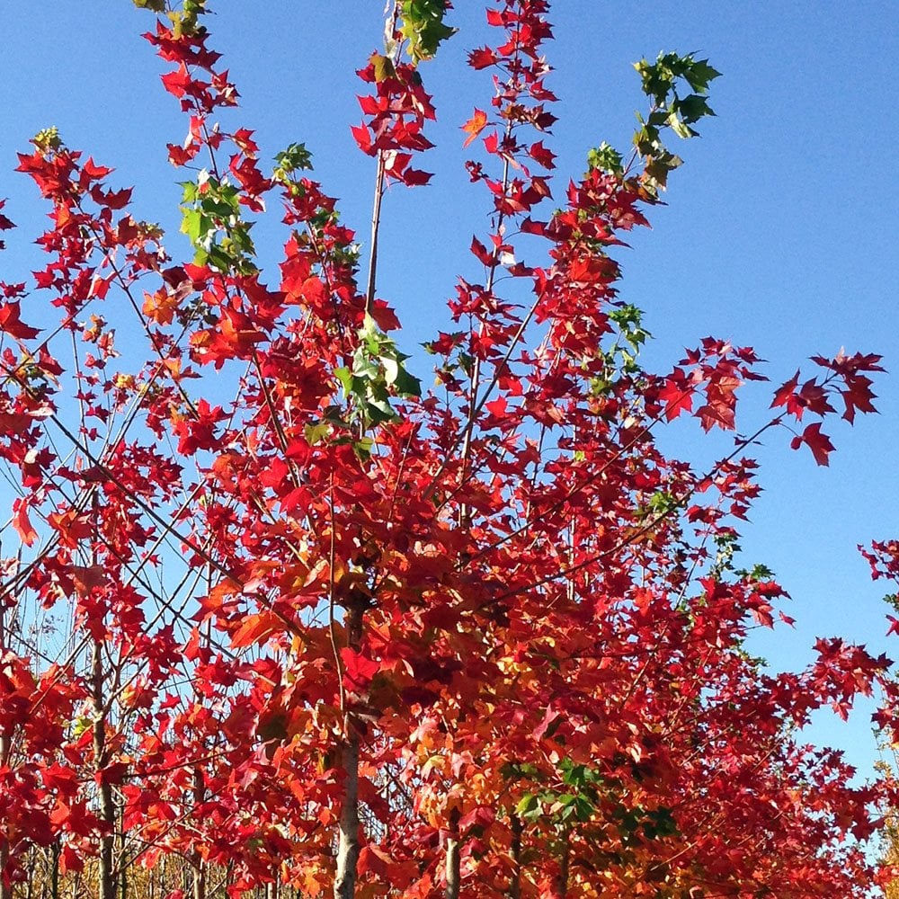 Acer platanoides Pacific Sunset | Norway Maple | Ornamental Trees