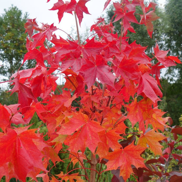 Pacific Sunset Maple