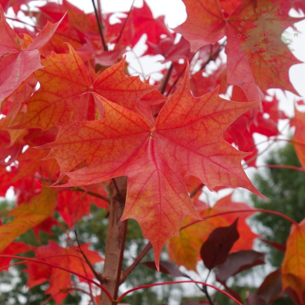 Acer platanoides Pacific Sunset | Norway Maple | Ornamental Trees