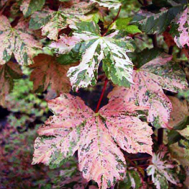 Acer pseudoplatanus Simon-louis Freres Sycamore