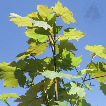 Acer pseudoplatanus Maple tree