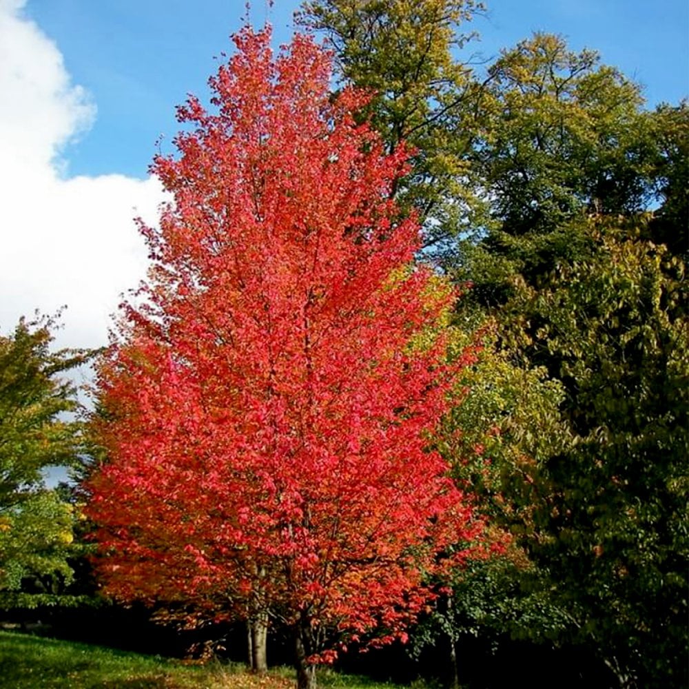 Autumn Flame Maple