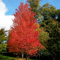 Single stem tree, 150-200cm, 12L pot