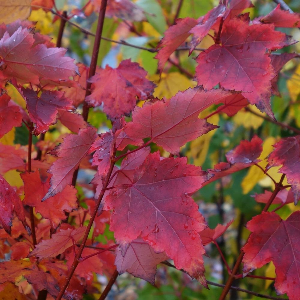 Brandywine Maple