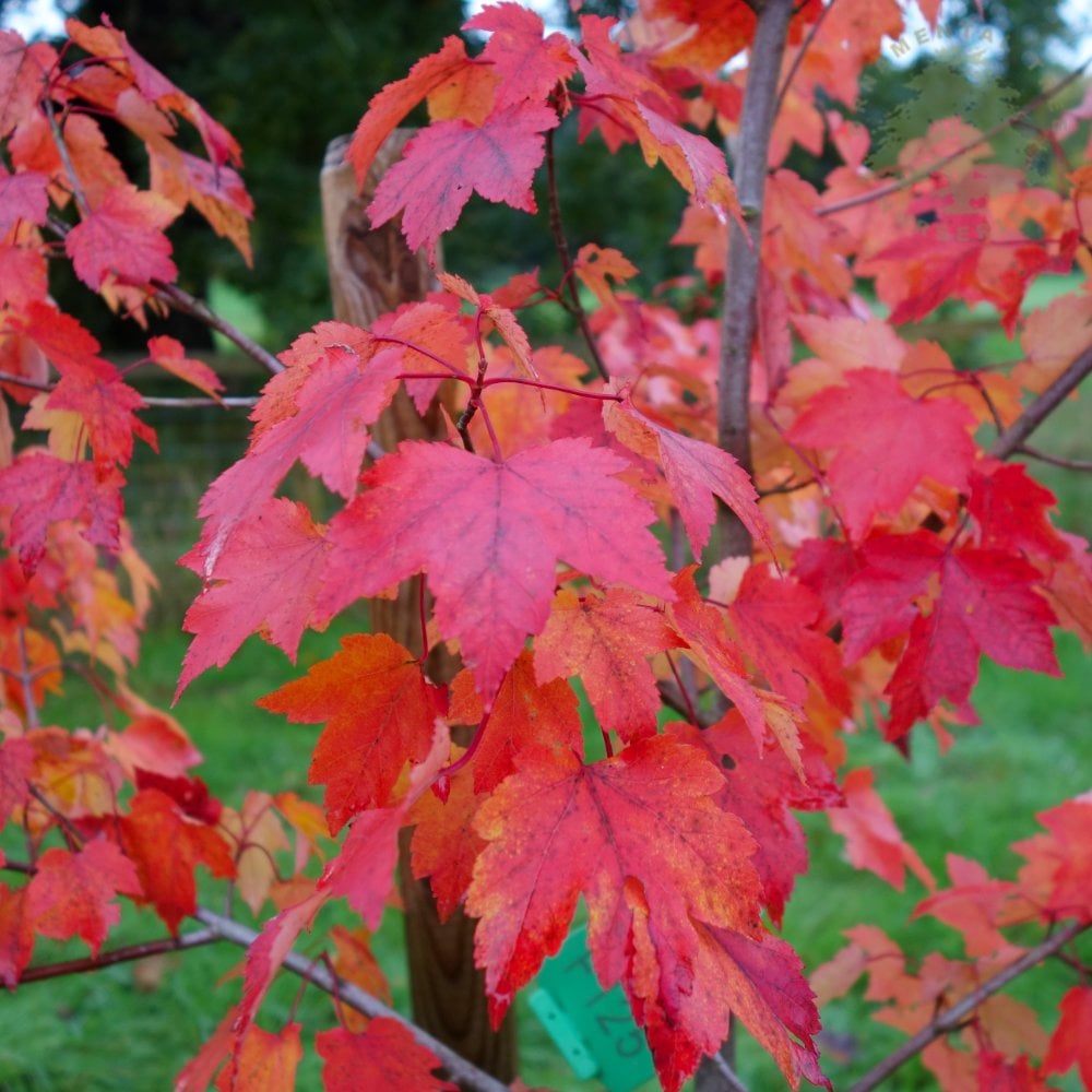 Acer rubrum October Glory | Red Maple Tree | Ornamental Trees