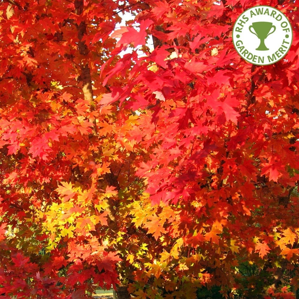 Acer rubrum October Glory | Red Maple Tree | Ornamental Trees