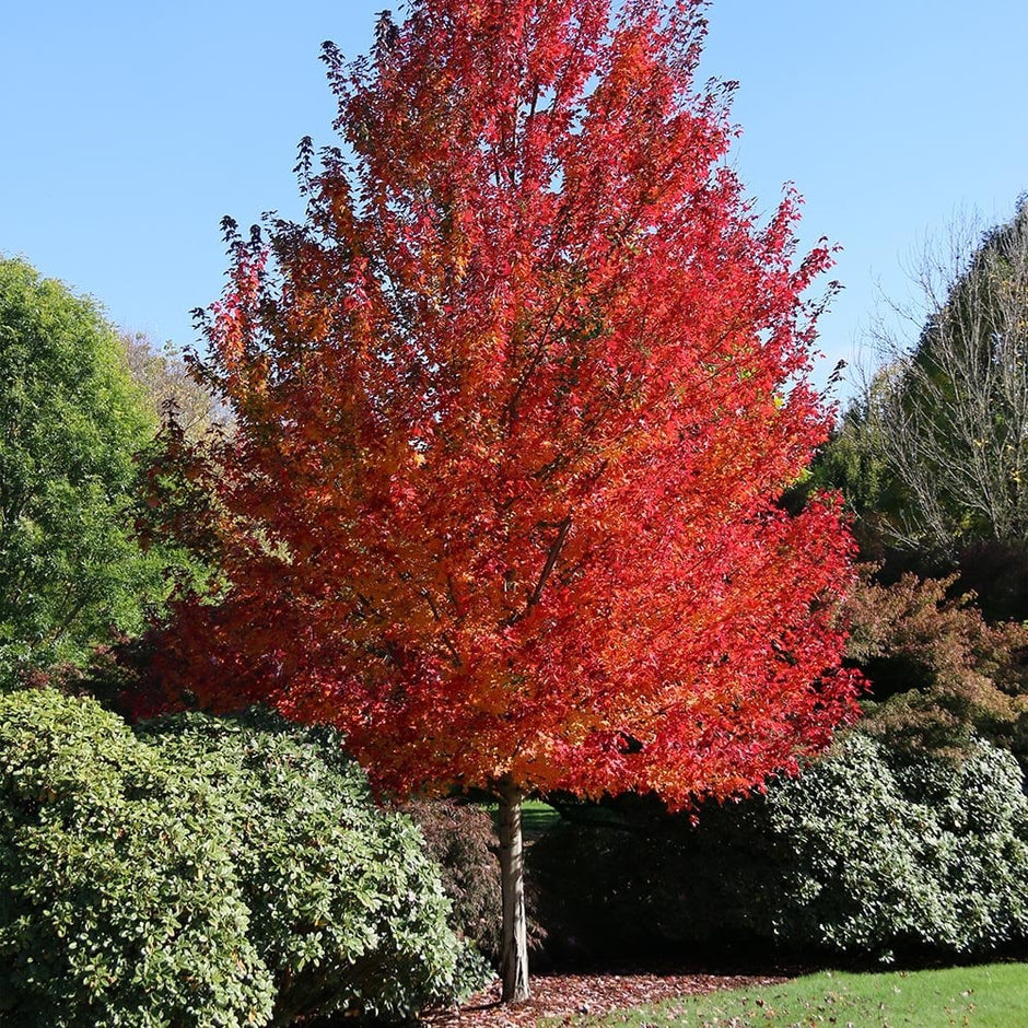 Red String Tree Red Trees, Shrubs, Flowers & Leaves | Ornamental Trees