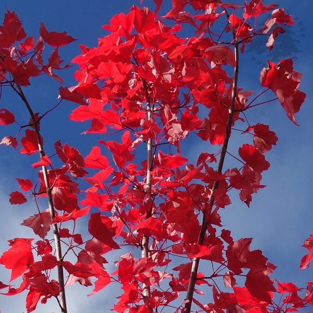 Acer rubrum 'Sun Valley' red maple leaves