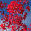 Acer rubrum 'Sun Valley' red maple leaves
