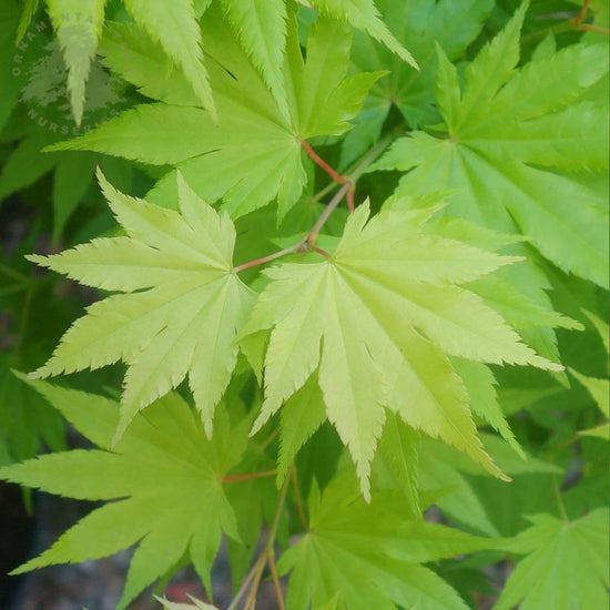 Acer shirasawanum Jordan | Jordan Full Moon Maple | Ornamental Trees