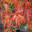 acer palmatum dissectum sq