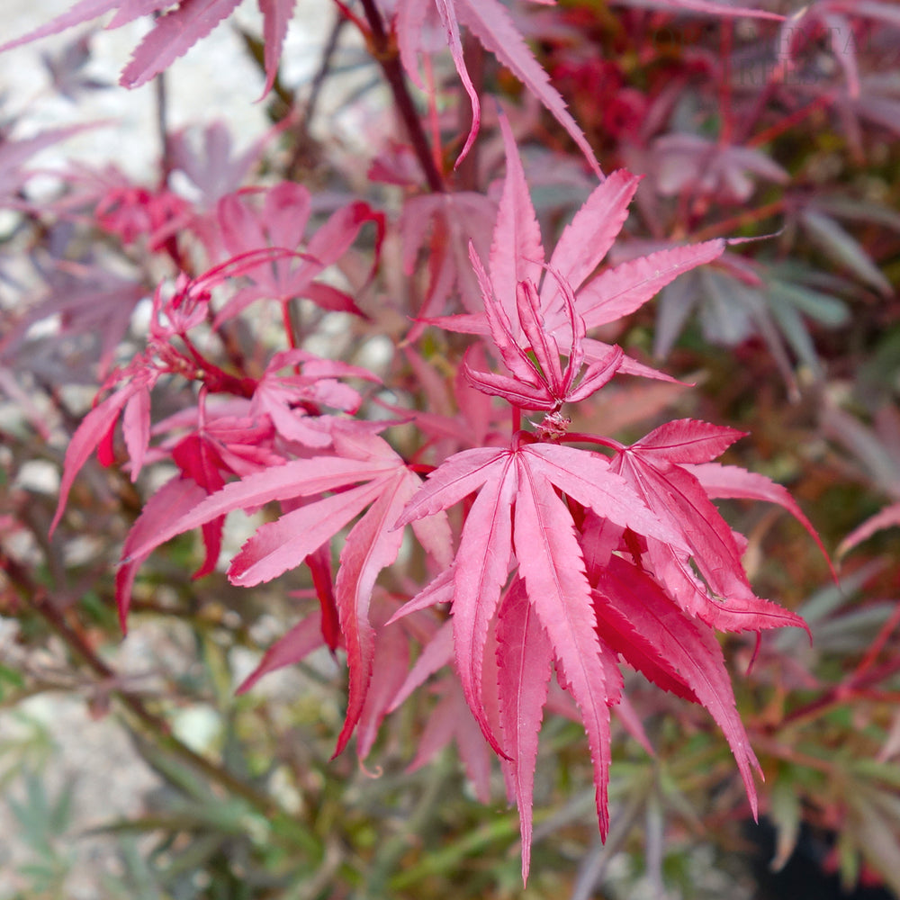 Acer palmatum 'Shaina' Japanese Maple