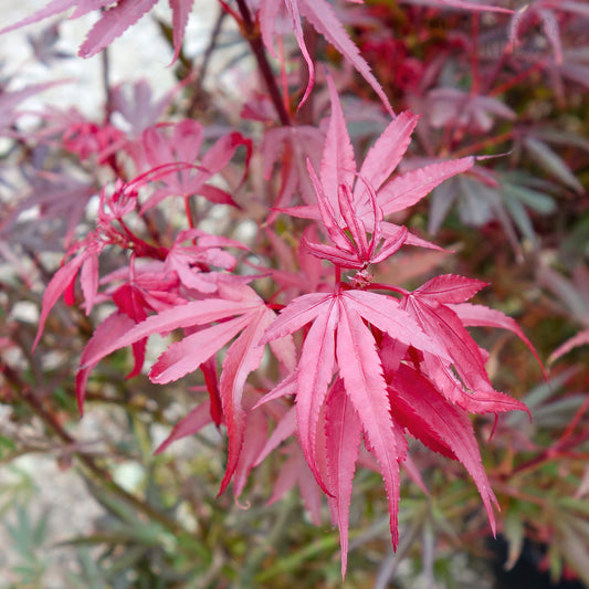 Acer palmatum 'Shaina' Japanese Maple