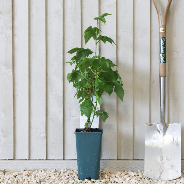 can i plant a blackberry bush in a pot Adrienne Blackberry Bush | Thornless Blackberry Plant