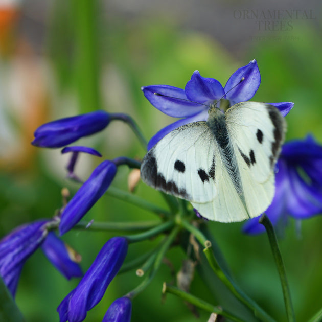 Agapanthus 'African Skies'