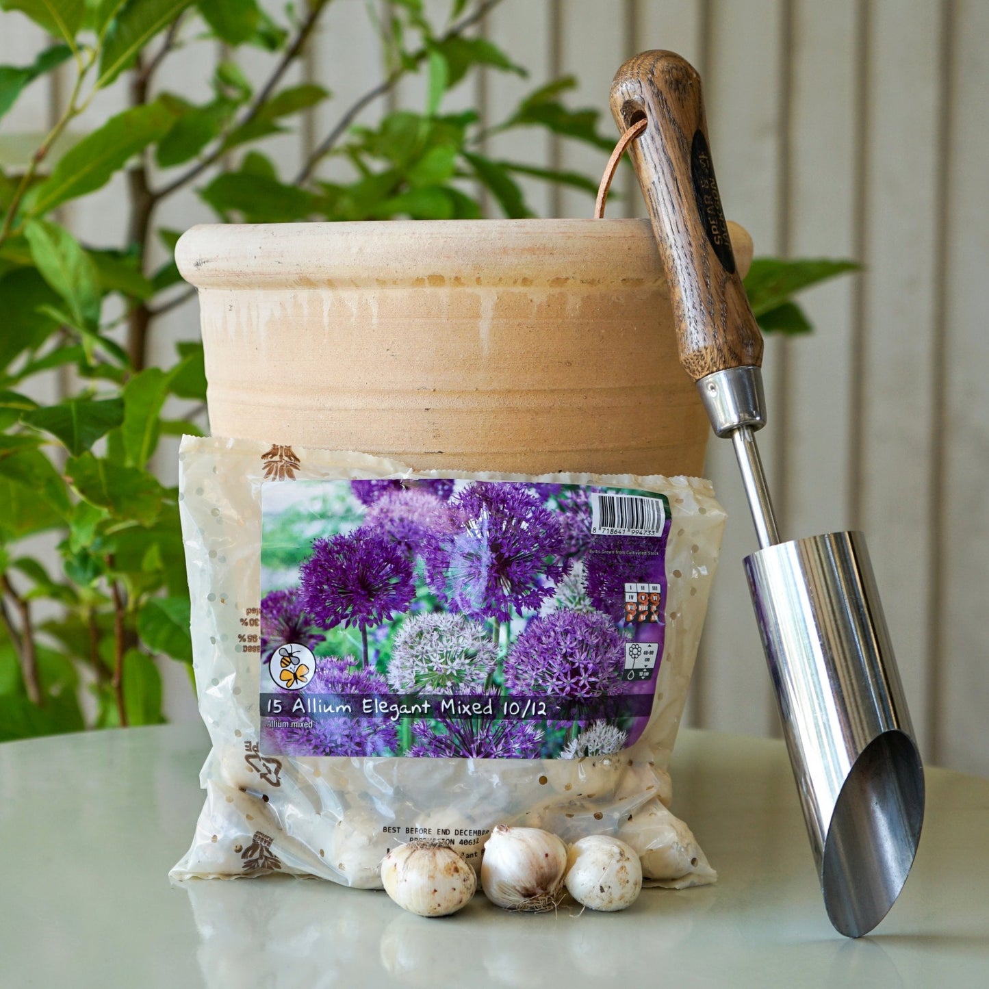 Allium-elegant-bulbs pack